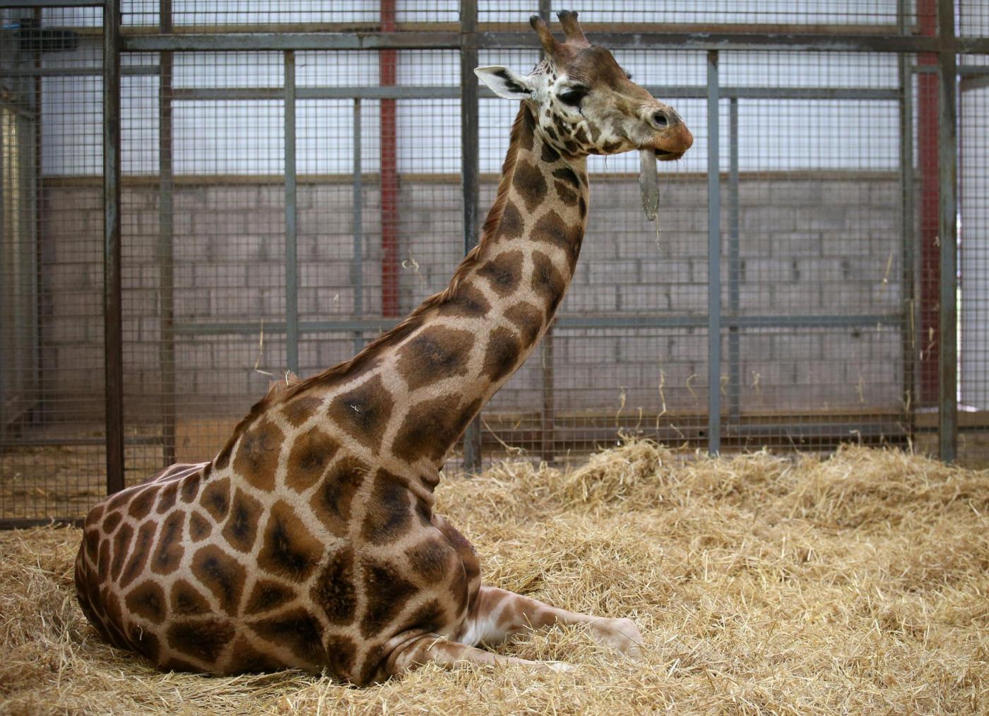 Scozia: la Giraffa Kelly operata ai denti al Safari Park04