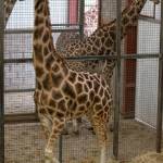 Scozia: la Giraffa Kelly operata ai denti al Safari Park02