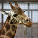 Scozia: la Giraffa Kelly operata ai denti al Safari Park11