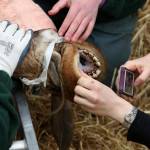 Scozia: la Giraffa Kelly operata ai denti al Safari Park10
