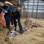 Scozia: la Giraffa Kelly operata ai denti al Safari Park09