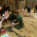 Scozia: la Giraffa Kelly operata ai denti al Safari Park08