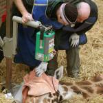 Scozia: la Giraffa Kelly operata ai denti al Safari Park07