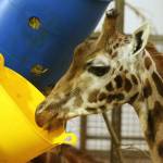 Scozia: la Giraffa Kelly operata ai denti al Safari Park06