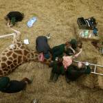 Scozia: la Giraffa Kelly operata ai denti al Safari Park05