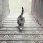 Il gatto sale o scende le scale? Foto indovinello diventa virale: la risposta