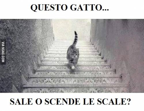 Il gatto sale o scende le scale? Foto indovinello diventa virale: la risposta