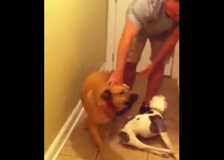 Emma, il cane disabile che saluta il suo padrone: il VIDEO è commovente