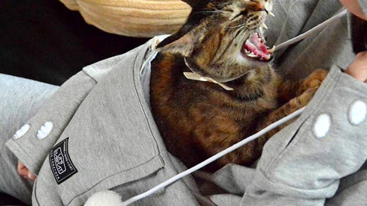 Con Tasca Gatti Con La Felpa Felpa Per Gatti Donna Autunno Inverno