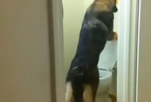 Cane fa pipì nel wc come una persona. Il VIDEO