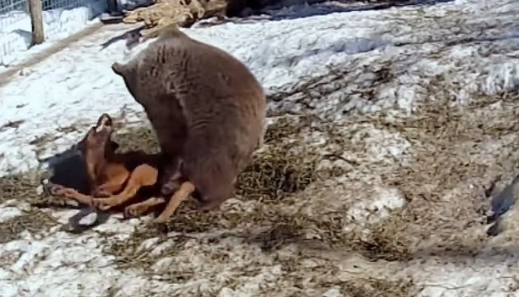 Orso Grizzly incontra cane: i due si mettono a giocare insieme VIDEO