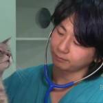 Australia: Pippa, la gatta che sopravvive 49 giorni dentro un container02