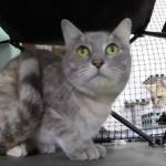 Australia: Pippa, la gatta che sopravvive 49 giorni dentro un container