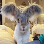 Wally, il coniglio d'angora con le orecchie che sembrano ali d'angelo