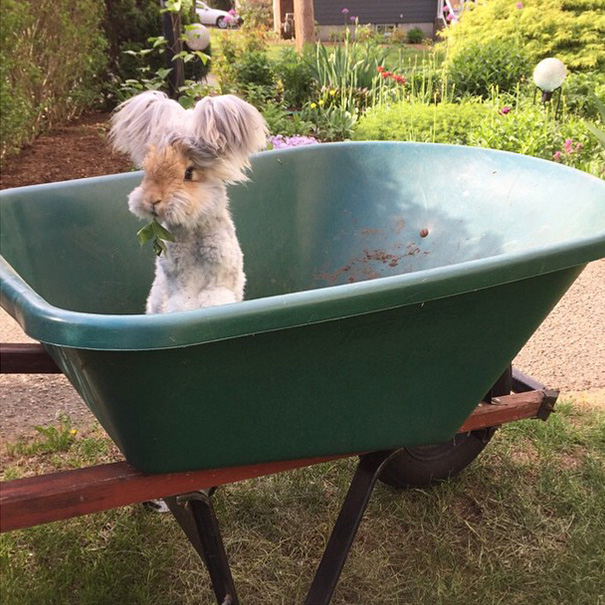 Wally, il coniglio d'angora con le orecchie che sembrano ali d'angelo FOTO5