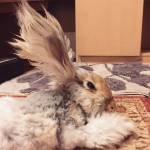 Wally, il coniglio d'angora con le orecchie che sembrano ali d'angelo04