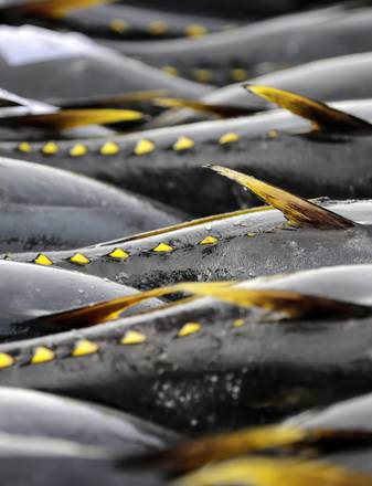 Omega 3 contro l'invecchiamento e per la salute del cuore