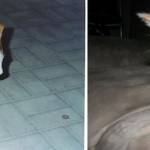 Cani e gatti di casa, la prima e l'ultima FOTO insieme1'0