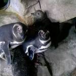 Genova, è festa all'Acquario nati due rari pinguini gemelli