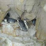 Genova, è festa all'Acquario nati due rari pinguini gemelli 3