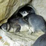 Genova, è festa all'Acquario nati due rari pinguini gemelli 2