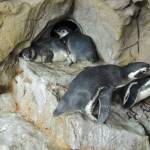 Genova, è festa all'Acquario nati due rari pinguini gemelli 1