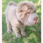 Tonkey, il cucciolo di Shar Pei che ha 100mila follower su Instagram FOTO11