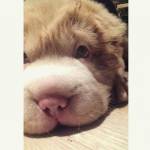 Tonkey, il cucciolo di Shar Pei che ha 100mila follower su Instagram FOTO1