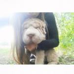 Tonkey, il cucciolo di Shar Pei che ha 100mila follower su Instagram FOTO
