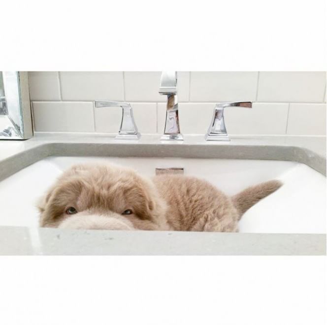 Tonkey, il cucciolo di Shar Pei che ha 100mila follower su Instagram FOTO10