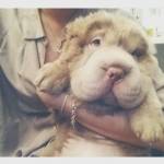 Tonkey, il cucciolo di Shar Pei che ha 100mila follower su Instagram FOTO7