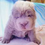 Tonkey, il cucciolo di Shar Pei che ha 100mila follower su Instagram FOTO6