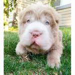 Tonkey, il cucciolo di Shar Pei che ha 100mila follower su Instagram FOTO5