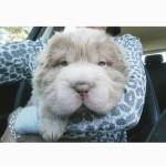 Tonkey, il cucciolo di Shar Pei che ha 100mila follower su Instagram FOTO4