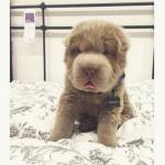 Tonkey, il cucciolo di Shar Pei che ha 100mila follower su Instagram FOTO2