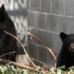 Canada, Guardia forestale non uccide i due orsetti: sospesa e senza paga FOTO2