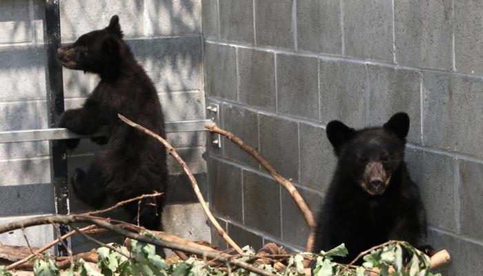 Canada, Guardia forestale non uccide i due orsetti: sospesa e senza paga FOTO2