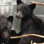 Canada, Guardia forestale non uccide i due orsetti: sospesa e senza paga FOTO