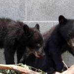 Canada, Guardia forestale non uccide i due orsetti: sospesa e senza paga FOTO3