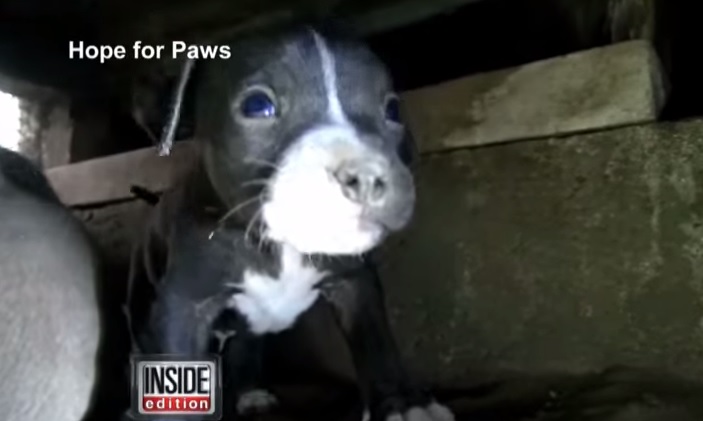 Los Angeles: Sansa, mamma pitbull e i suoi 7 cuccioli cercano casa VIDEO