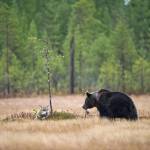 Orso e lupo amici le sorprendenti FOTO dalla Finlandia10
