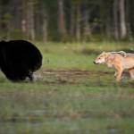 Orso e lupo amici le sorprendenti FOTO dalla Finlandia