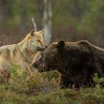 Orso e lupo amici le sorprendenti FOTO dalla Finlandia9