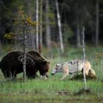 Orso e lupo amici le sorprendenti FOTO dalla Finlandia8