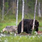 Orso e lupo amici le sorprendenti FOTO dalla Finlandia7