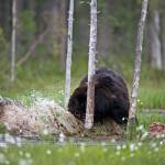 Orso e lupo amici le sorprendenti FOTO dalla Finlandia6