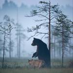 Orso e lupo amici le sorprendenti FOTO dalla Finlandia5