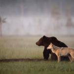 Orso e lupo amici le sorprendenti FOTO dalla Finlandia4