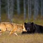 Orso e lupo amici le sorprendenti FOTO dalla Finlandia3