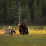 Orso e lupo amici le sorprendenti FOTO dalla Finlandia2